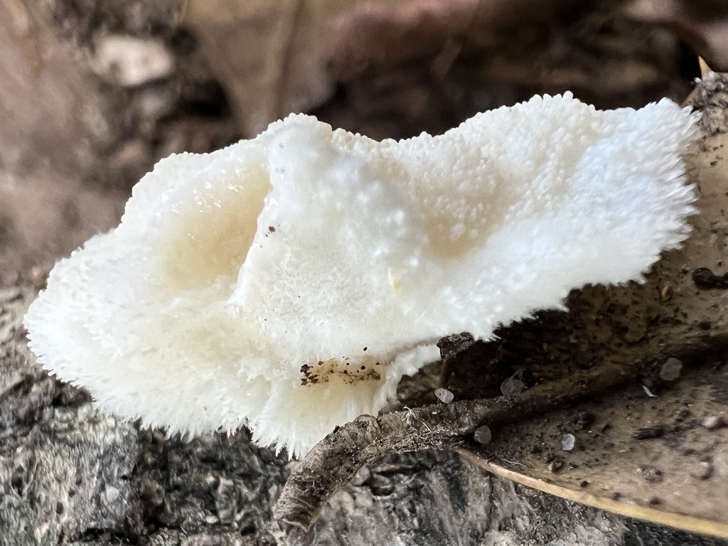 lion's-mane mushroom · July 2026 · photo: Photo: (c) Anne Parker, some rights reserved (CC BY) · iNaturalist