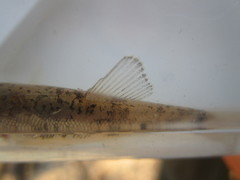 Catostomus commersonii