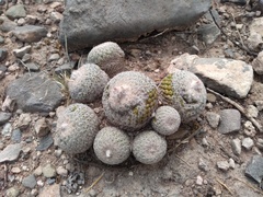 Epithelantha greggii