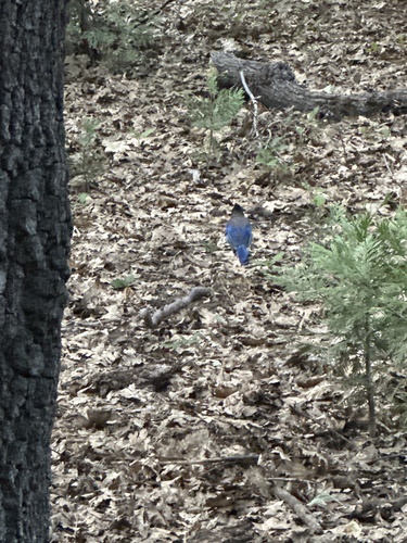 iNaturalist observation photo of Steller's Jay