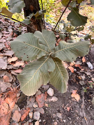 Quercus resinosa, photograph 4