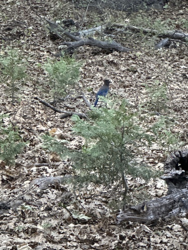 iNaturalist observation photo of Steller's Jay