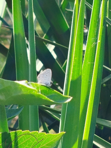 Lang's Short-tailed Blue