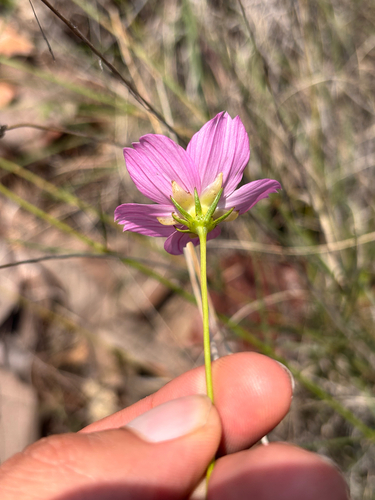 Cosmos crithmifolius, photograph 3