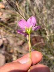 (c) Ricardo Betancourt Sánchez, some rights reserved (CC BY) Cosmos crithmifolius, photograph (c) Ricardo Betancourt Sánchez, some rights reserved (CC BY)