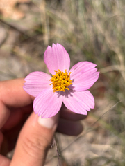 (c) Ricardo Betancourt Sánchez, some rights reserved (CC BY) Cosmos crithmifolius, photograph (c) Ricardo Betancourt Sánchez, some rights reserved (CC BY)