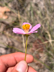 (c) Ricardo Betancourt Sánchez, some rights reserved (CC BY) Cosmos crithmifolius, photograph (c) Ricardo Betancourt Sánchez, some rights reserved (CC BY)
