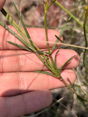 (c) Ricardo Betancourt Sánchez, some rights reserved (CC BY) Cosmos crithmifolius, photograph (c) Ricardo Betancourt Sánchez, some rights reserved (CC BY)