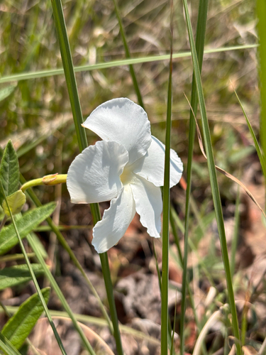 Mandevilla hypoleuca, photograph 1