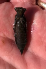 Boyeria vinosa