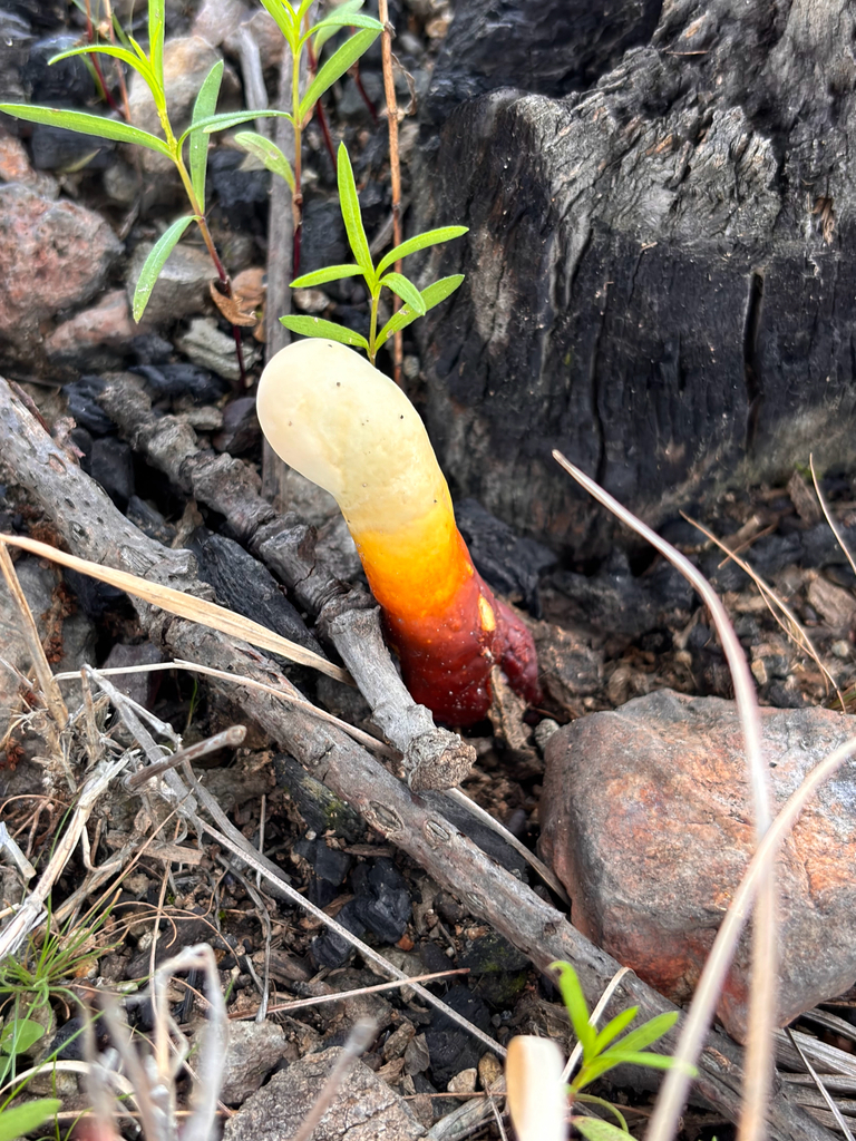 Ganoderma mexicurtisii · July 2026 · photo: Photo: (c) Ricardo Betancourt Sánchez, some rights reserved (CC BY) · iNaturalist