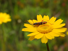 Stenopterus mauritanicus