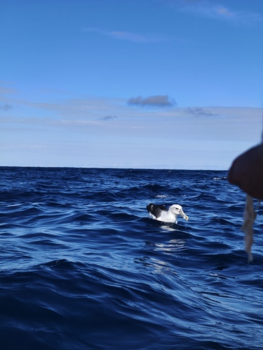 iNaturalist image
