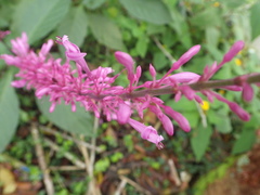 Odontonema callistachyum