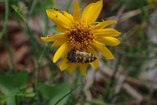 Acmaeodera auritincta