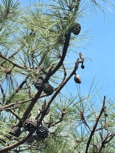 Pinus oocarpa, photograph 4