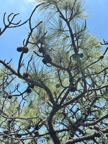 Pinus oocarpa, photograph 3
