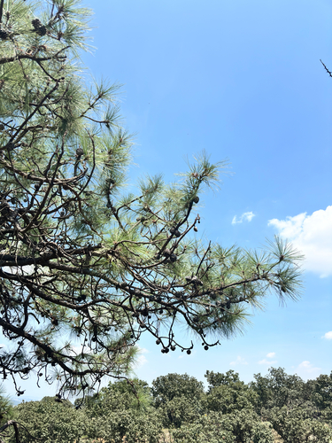 Pinus oocarpa, photograph 5