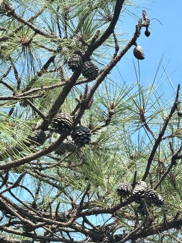Pinus oocarpa