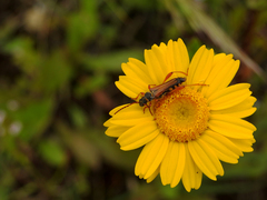 Stenopterus mauritanicus