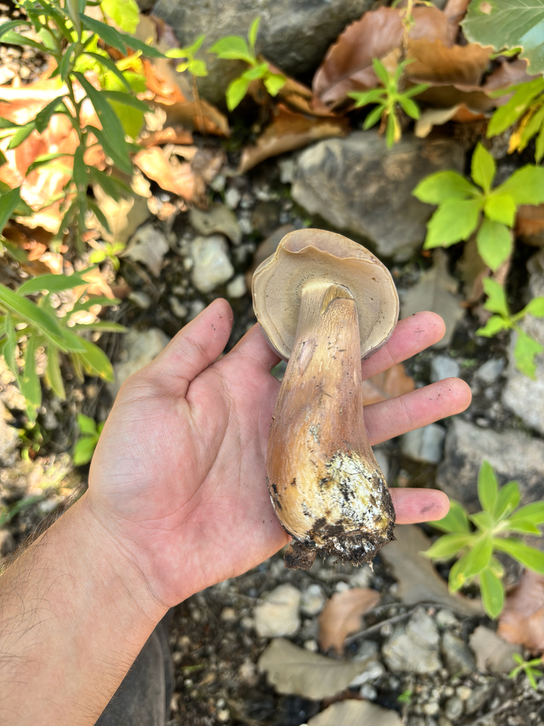 reddish brown bitter bolete · July 2026 · photo: Photo: (c) Ricardo Betancourt Sánchez, some rights reserved (CC BY) · iNaturalist
