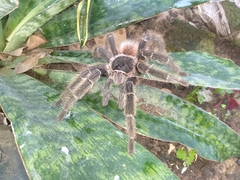 Lasiodora