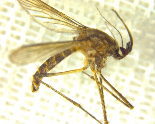 Lutzia halifaxii