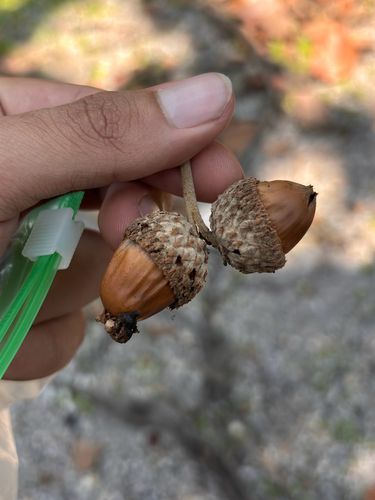 Quercus resinosa