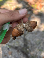 Quercus resinosa
