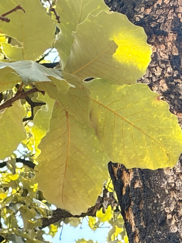Quercus resinosa, photograph 2