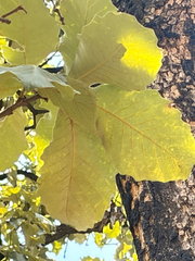 Quercus resinosa, photograph (c) Ricardo Betancourt Sánchez, some rights reserved (CC BY)