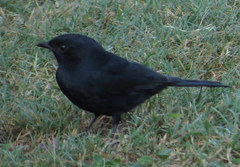 Melaenornis pammelaina ater