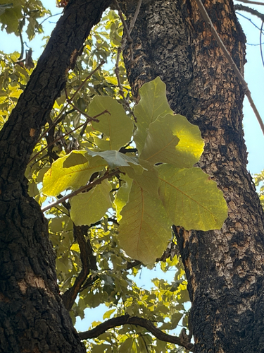 Quercus resinosa, photograph 3