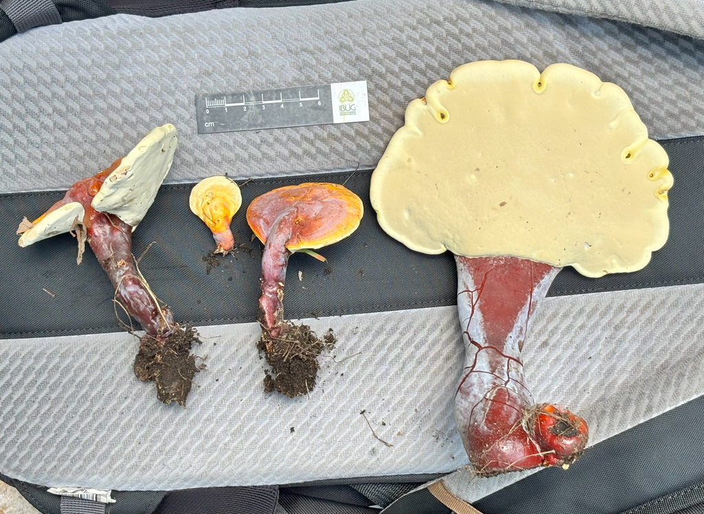 Ganoderma mexicurtisii · July 2026 · photo: Photo: (c) Ricardo Betancourt Sánchez, some rights reserved (CC BY) · iNaturalist