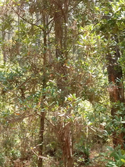 Ternstroemia lineata lineata