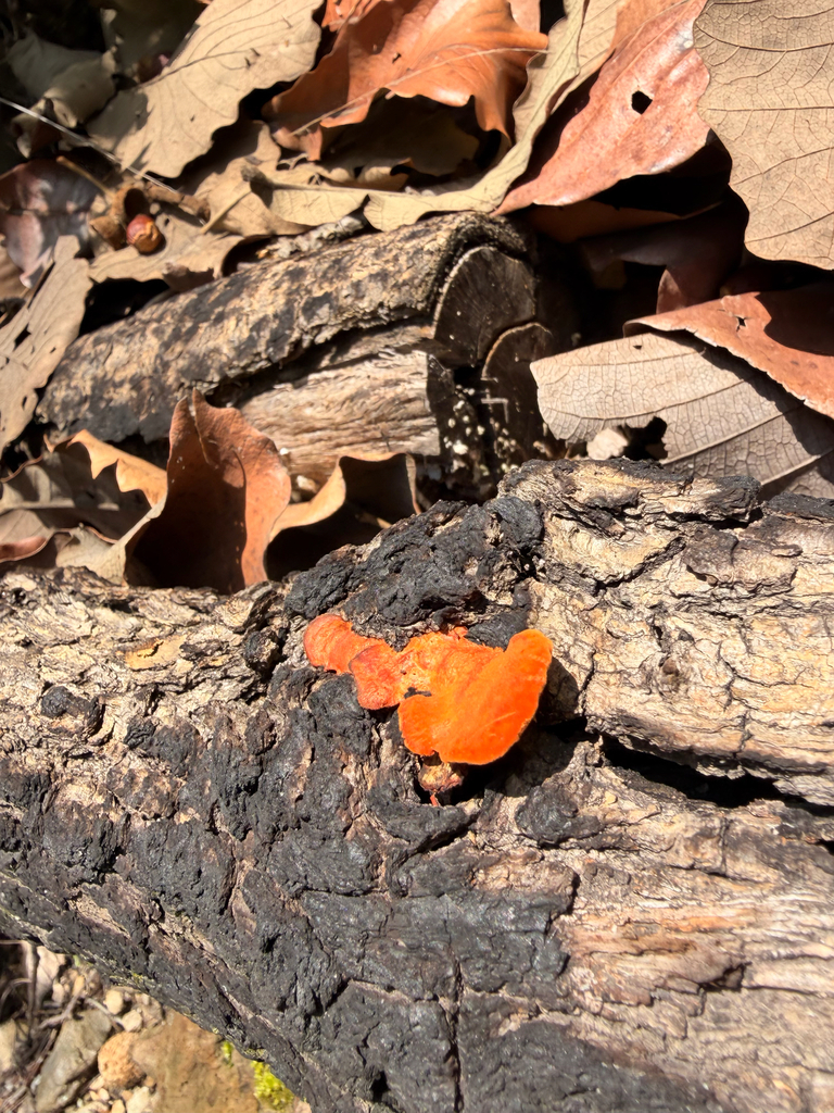 Cinnabar Bracket · July 2026 · photo: Photo: (c) Ricardo Betancourt Sánchez, some rights reserved (CC BY) · iNaturalist