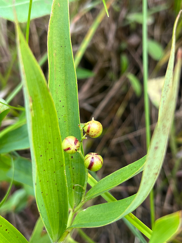 star-flowered lily-of-the-valley