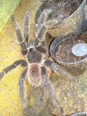 Lasiodora
