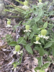 Silene campanulata