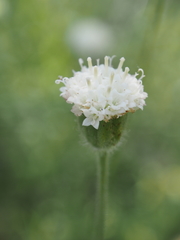 Chaenactis artemisiifolia