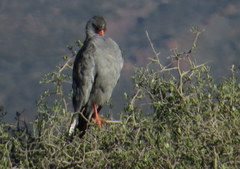Melierax canorus canorus
