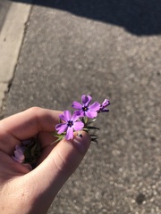 Phlox subulata