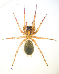 Coras lamellosus