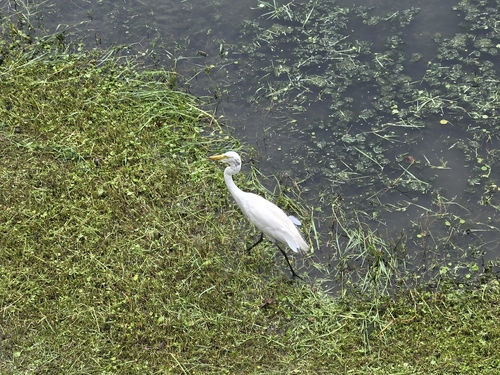 iNaturalist image