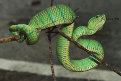 Tropidolaemus subannulatus