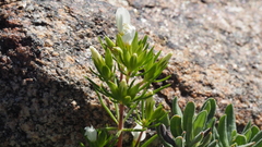 Leptosiphon floribundus glaber