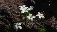 Leptosiphon floribundus glaber