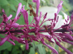 Odontonema callistachyum