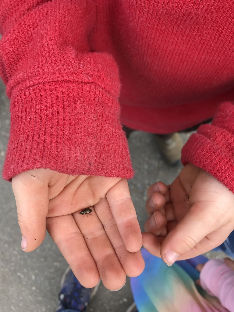 Sun Beetles from RavennaEckstein Park, Seattle, WA, US on April 29