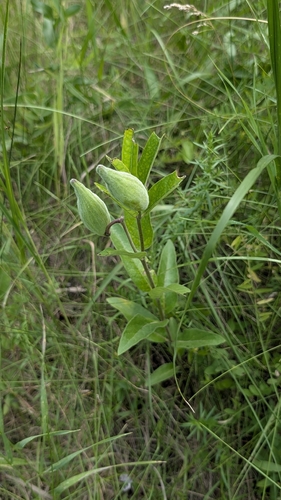 Asclepias ovalifolia, photograph 5